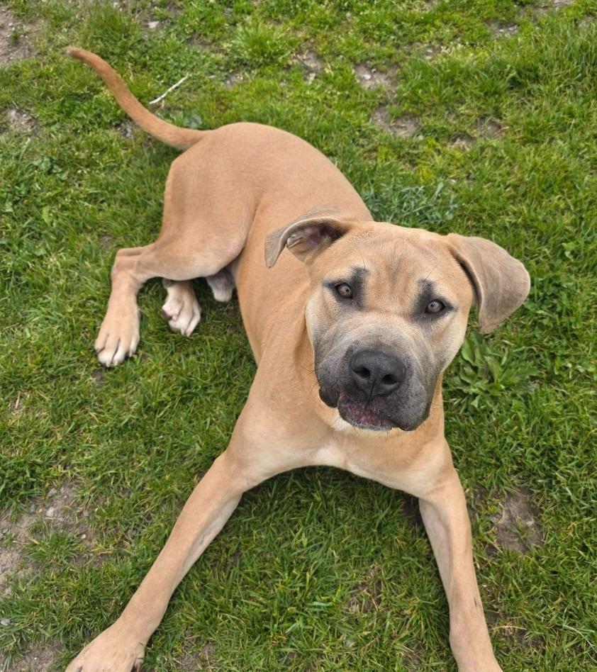 Scooby Doo, Adoptable, Young Male Cane Corso.