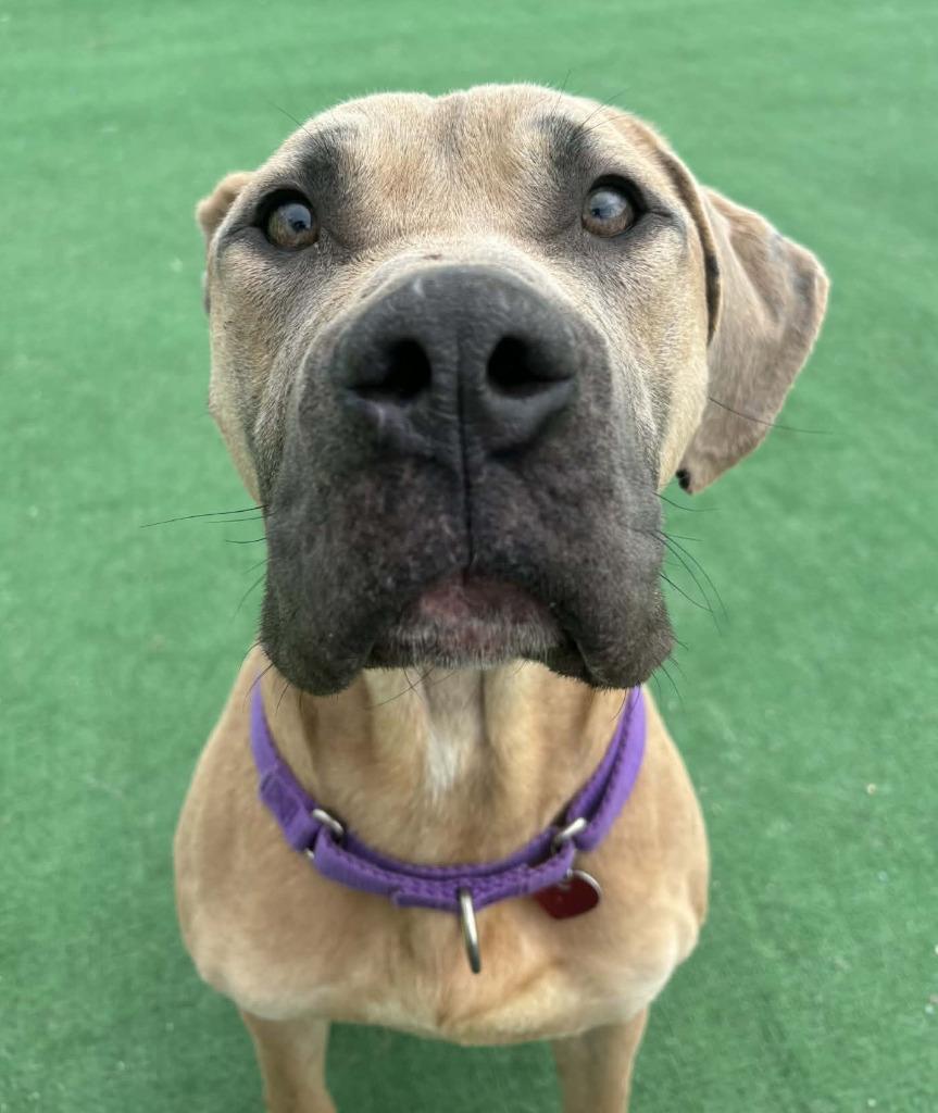 Scooby Doo, a Adoptable Cane Corso in Warren, MI image 2/6