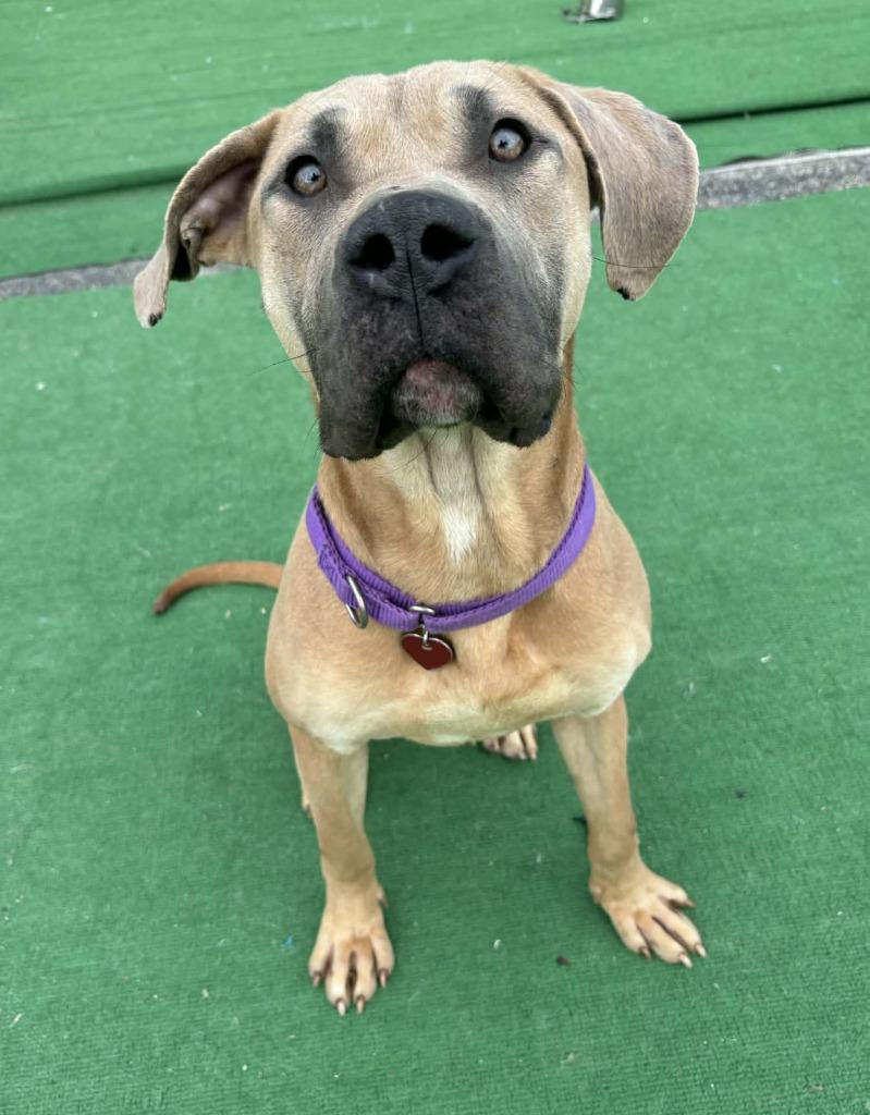 Scooby Doo, a Adoptable Cane Corso in Warren, MI image 3/6