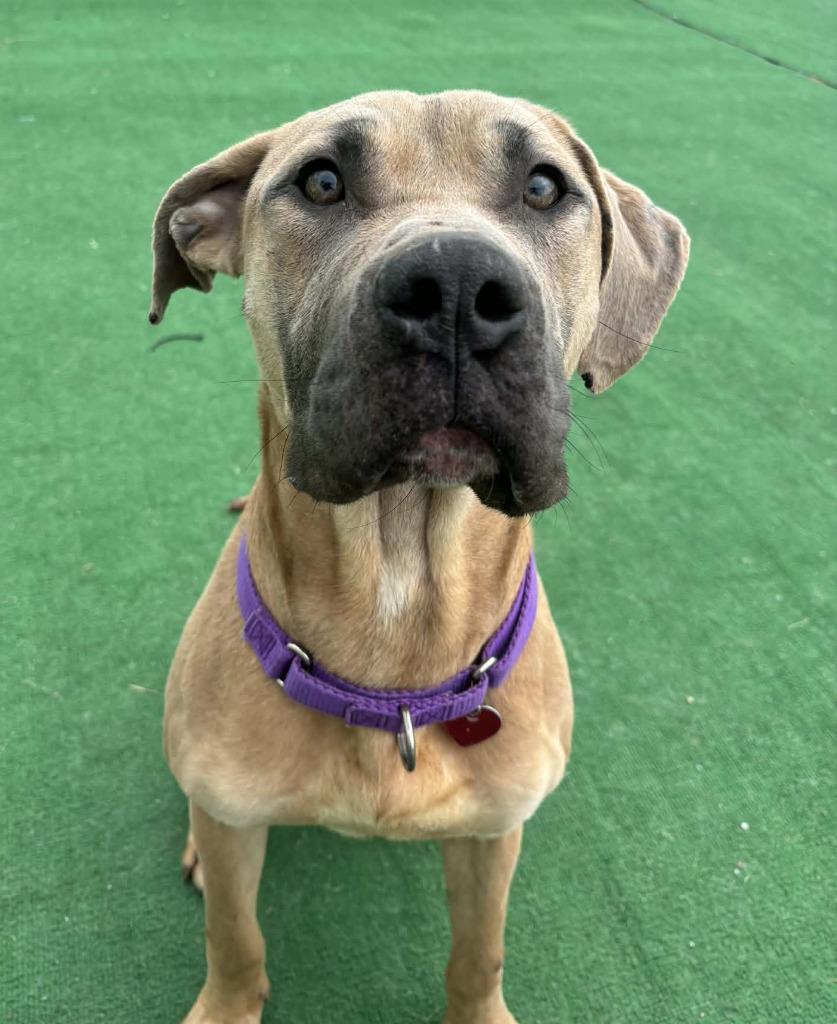 Scooby Doo, a Adoptable Cane Corso in Warren, MI image 4/6
