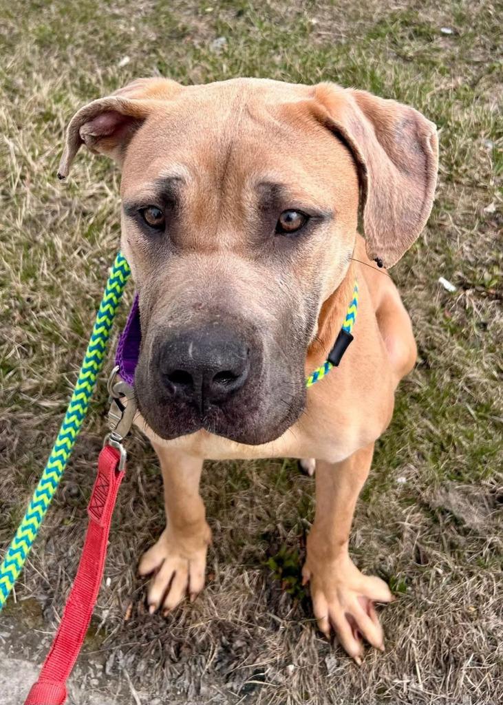 Scooby Doo, a Adoptable Cane Corso in Warren, MI image 5/6