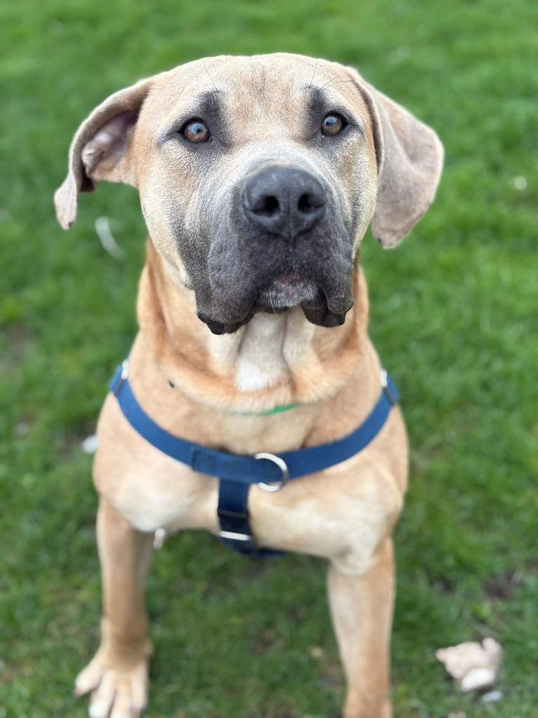 Scooby Doo, a Adoptable Cane Corso in Warren, MI image 6/6