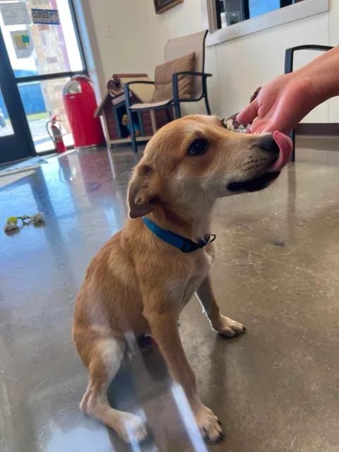 Enlarge Panchito, a Adopted mixed breed in Port Lavaca, TX image 6/6