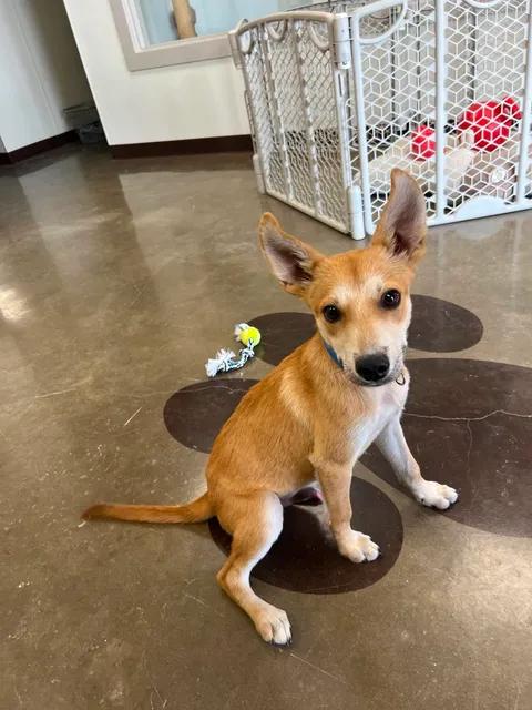 Enlarge Panchito, a Adopted mixed breed in Port Lavaca, TX image 5/6