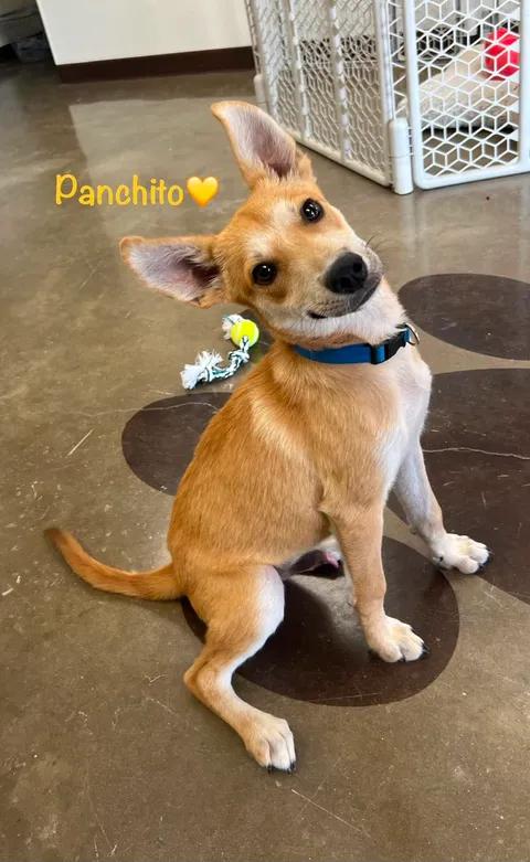 Panchito, Adopted, Young Male Shepherd & Carolina Dog.
