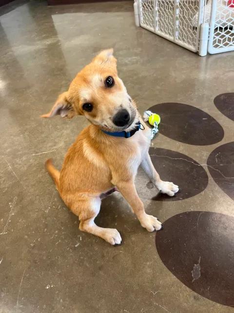 Enlarge Panchito, a Adopted mixed breed in Port Lavaca, TX image 4/6