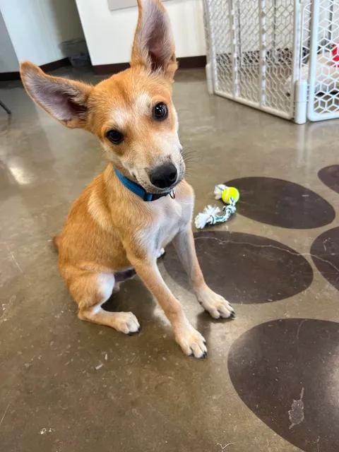 Enlarge Panchito, a Adopted mixed breed in Port Lavaca, TX image 3/6