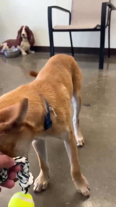 Enlarge Panchito, a Adopted mixed breed in Port Lavaca, TX video 2/6