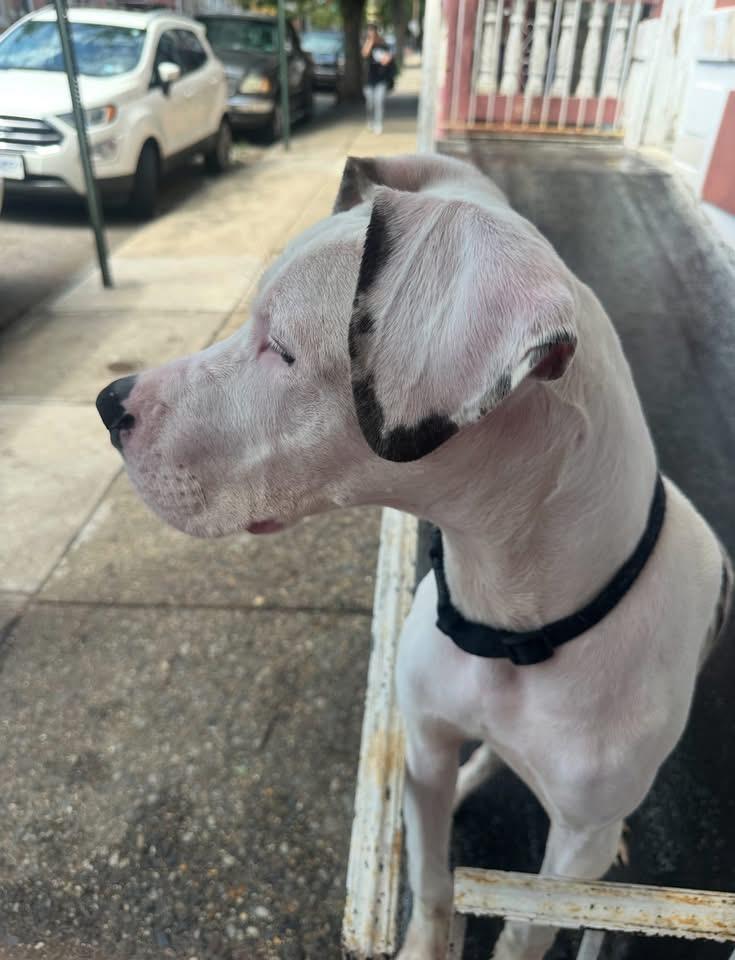 Enlarge Tank, a Adoptable Great Dane in GLEN MILLS, PA image 1/1