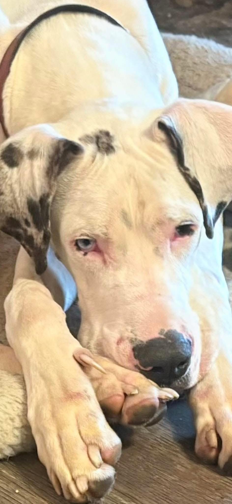 Enlarge Tank, an adopted Great Dane in Woodbury, NJ image 1/1