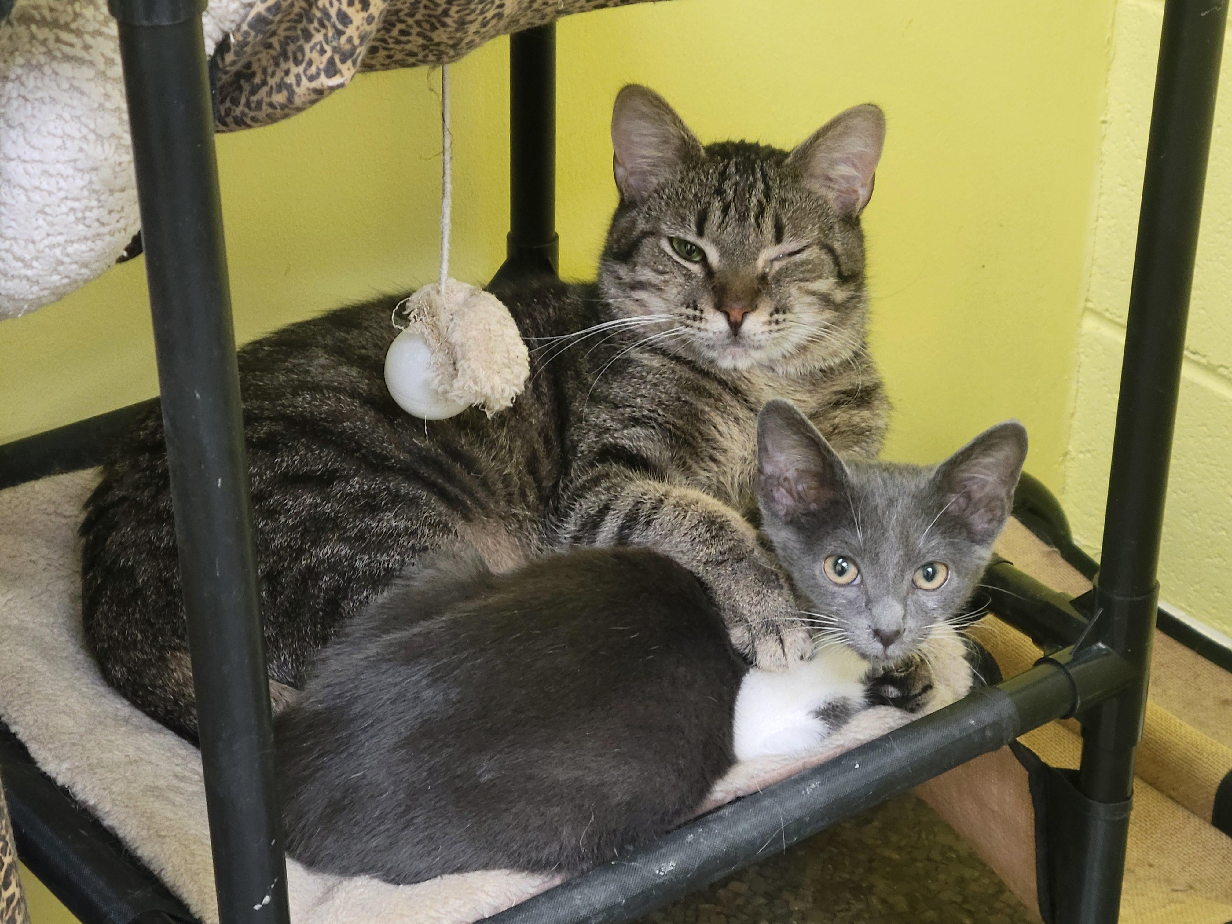 Friskie, Adoptable, Young Male Tabby.