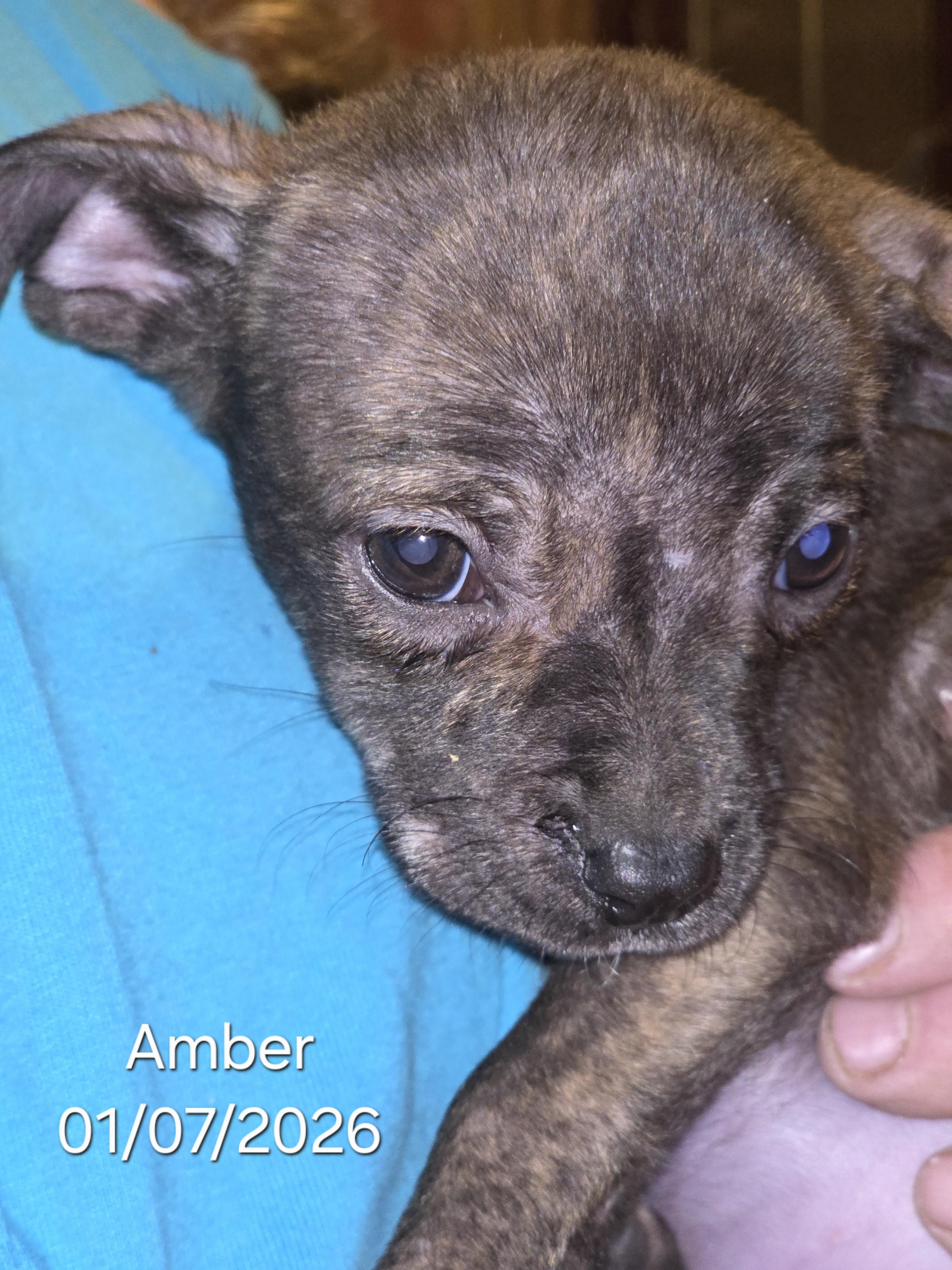 Enlarge Amber, a ADOPTABLE mixed breed in Warren, RI image 2/6