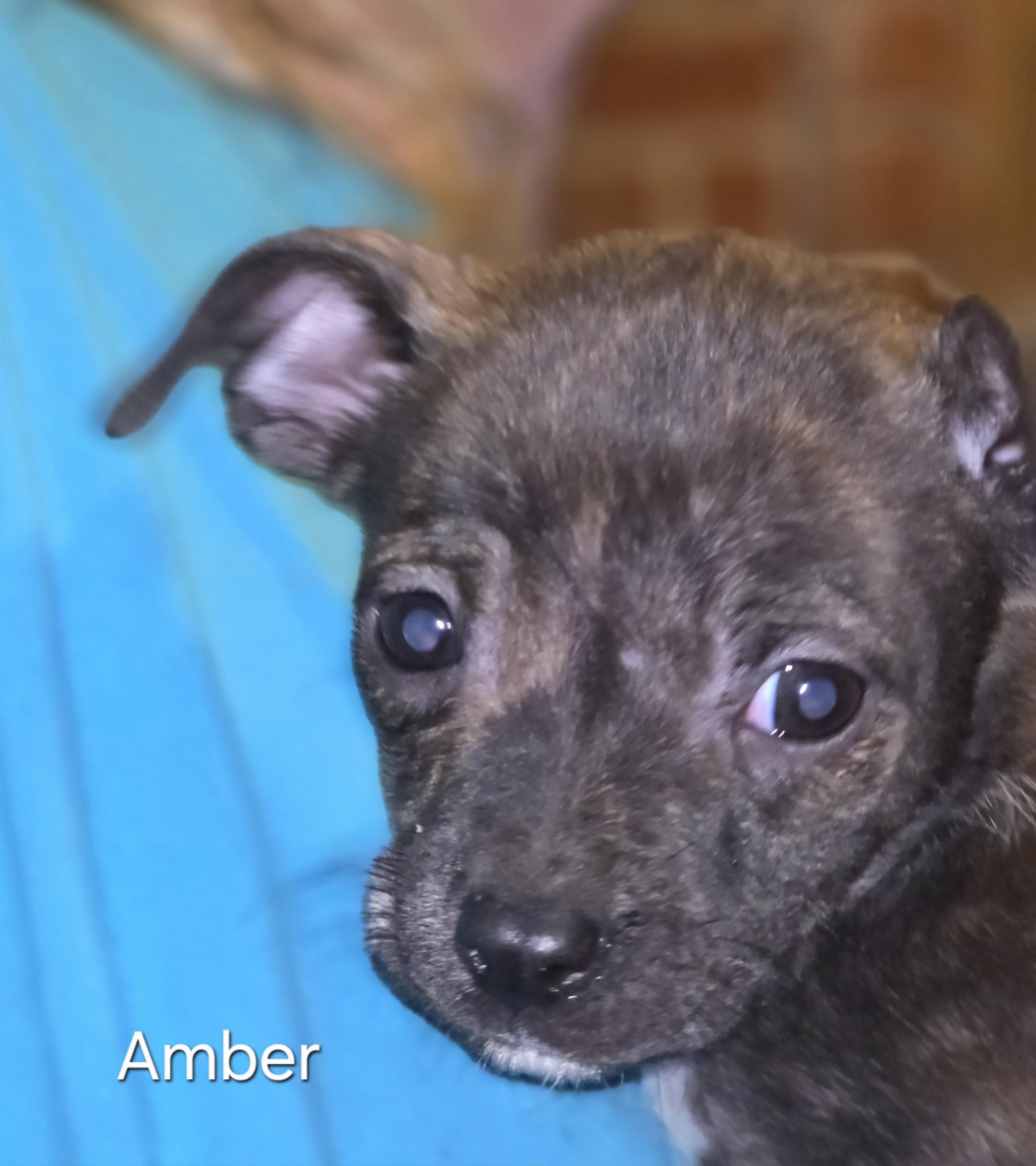 Enlarge Amber, a ADOPTABLE mixed breed in Warren, RI image 4/6