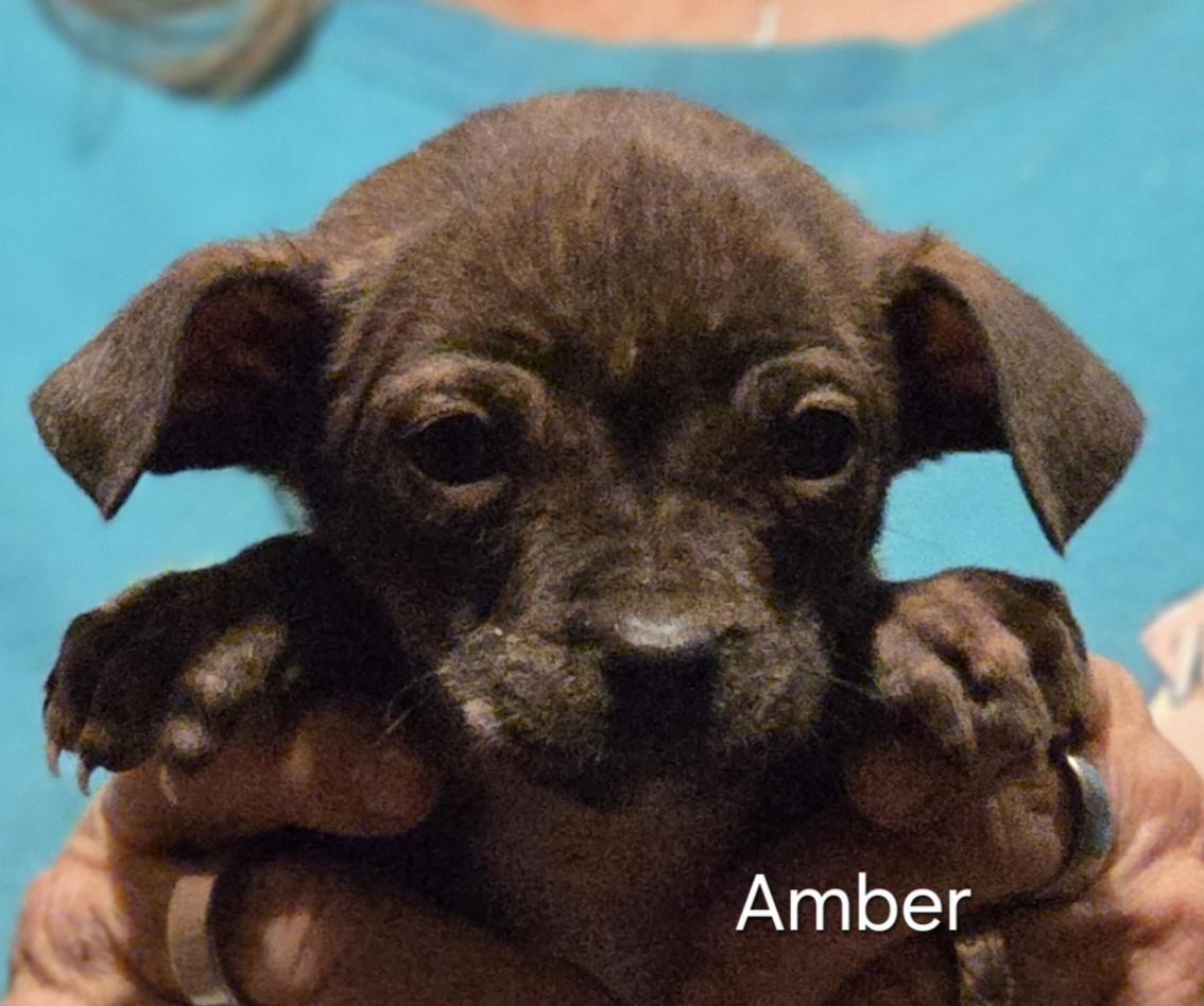 Enlarge Amber, a ADOPTABLE mixed breed in Warren, RI image 1/6