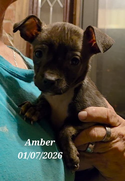 Enlarge Amber, a ADOPTABLE mixed breed in Warren, RI video 6/6
