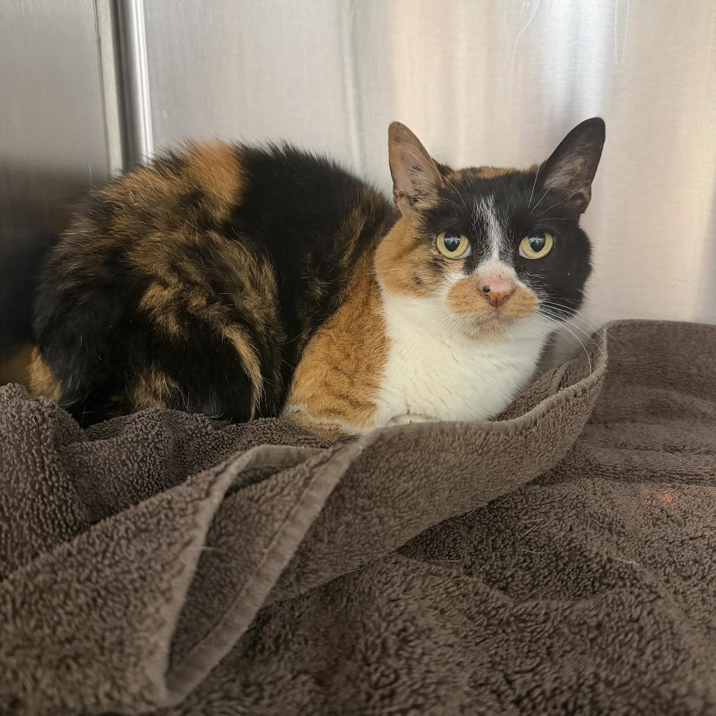 Cork, Adoptable, Senior Female Munchkin.