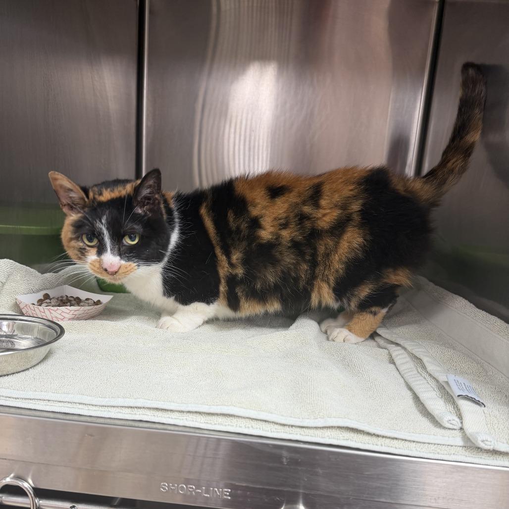 Enlarge Cork, a Adoptable Munchkin in Coralville, IA image 2/2