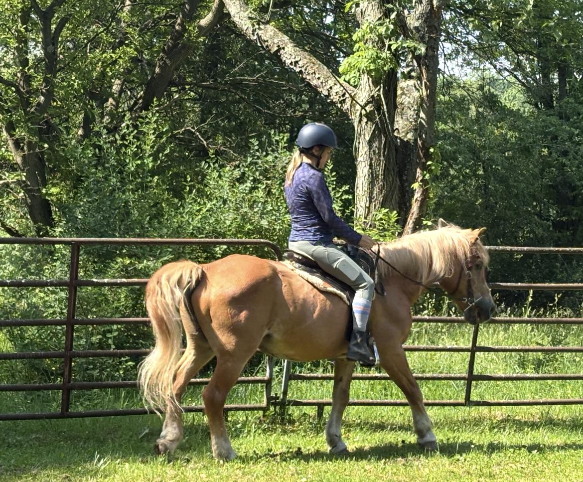 Enlarge Newgitt, a ADOPTABLE Haflinger in Wadsworth, OH image 1/1