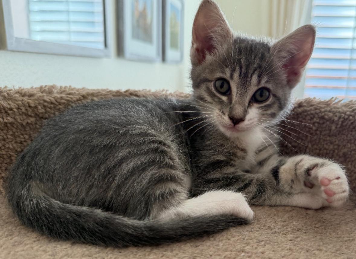 Ella
