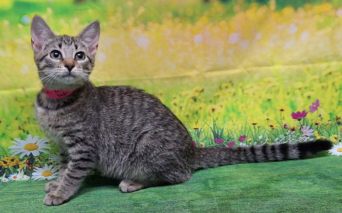 Enlarge 250693  Lucy, a Adoptable Domestic Short Hair in Wetumpka, AL image 1/3