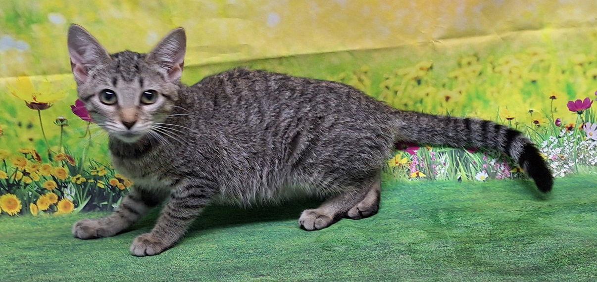 Enlarge 250693  Lucy, a Adoptable Domestic Short Hair in Wetumpka, AL image 2/3