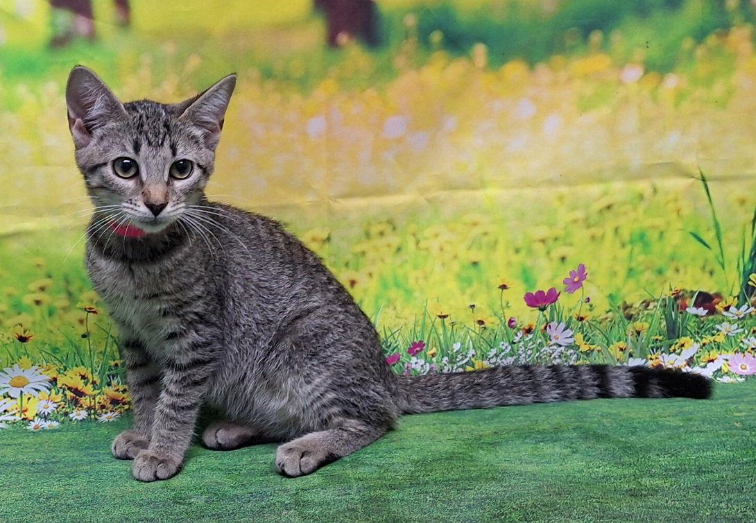 Enlarge 250693  Lucy, a Adoptable Domestic Short Hair in Wetumpka, AL image 3/3