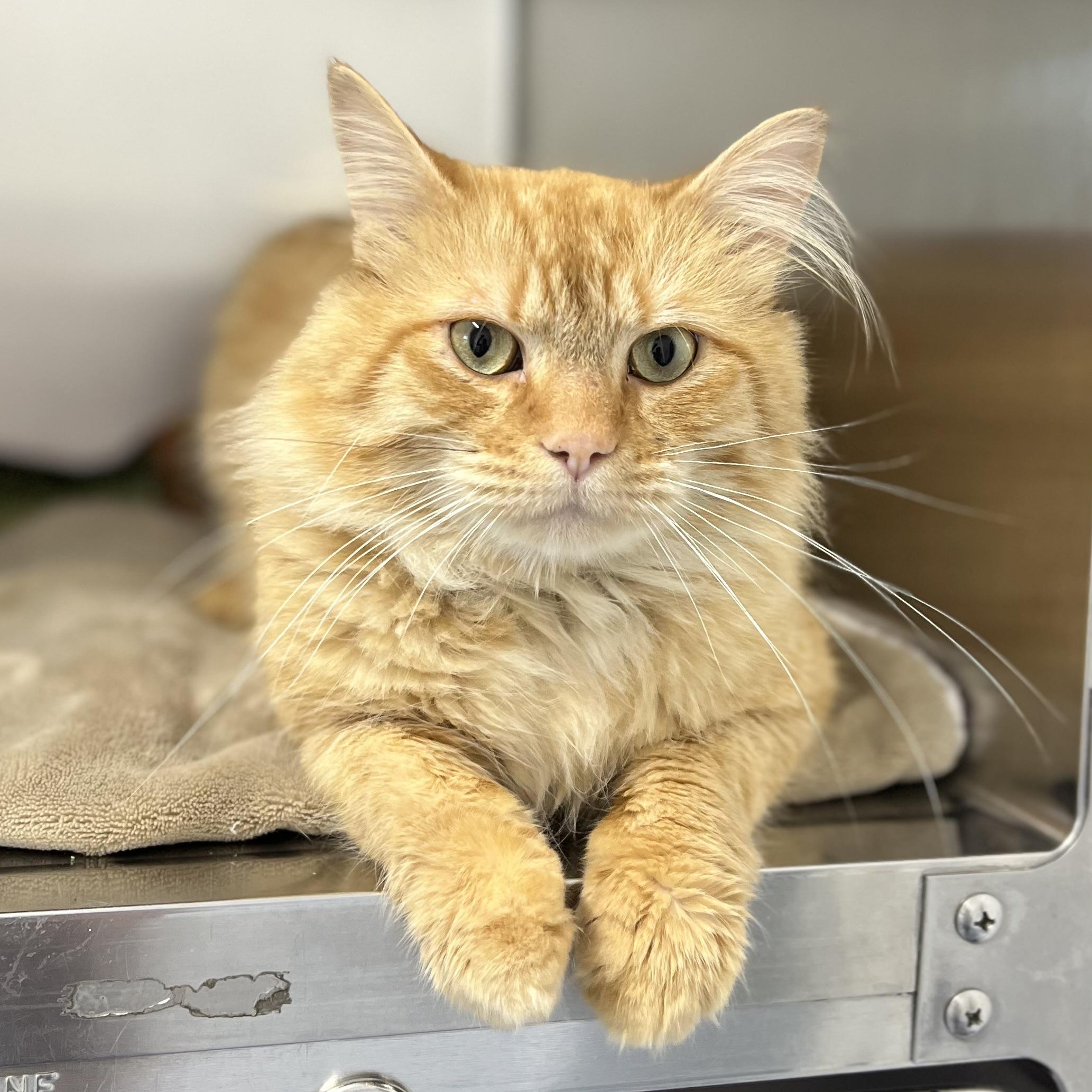 Enlarge Cody 4338, an adoptable Domestic Medium Hair in St Stephen, NB image 1/2