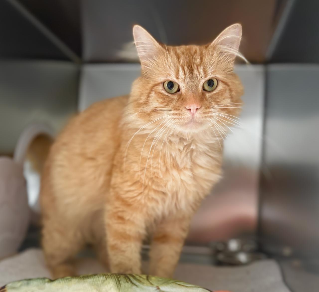 Enlarge Cody 4338, an adoptable Domestic Medium Hair in St Stephen, NB image 2/2