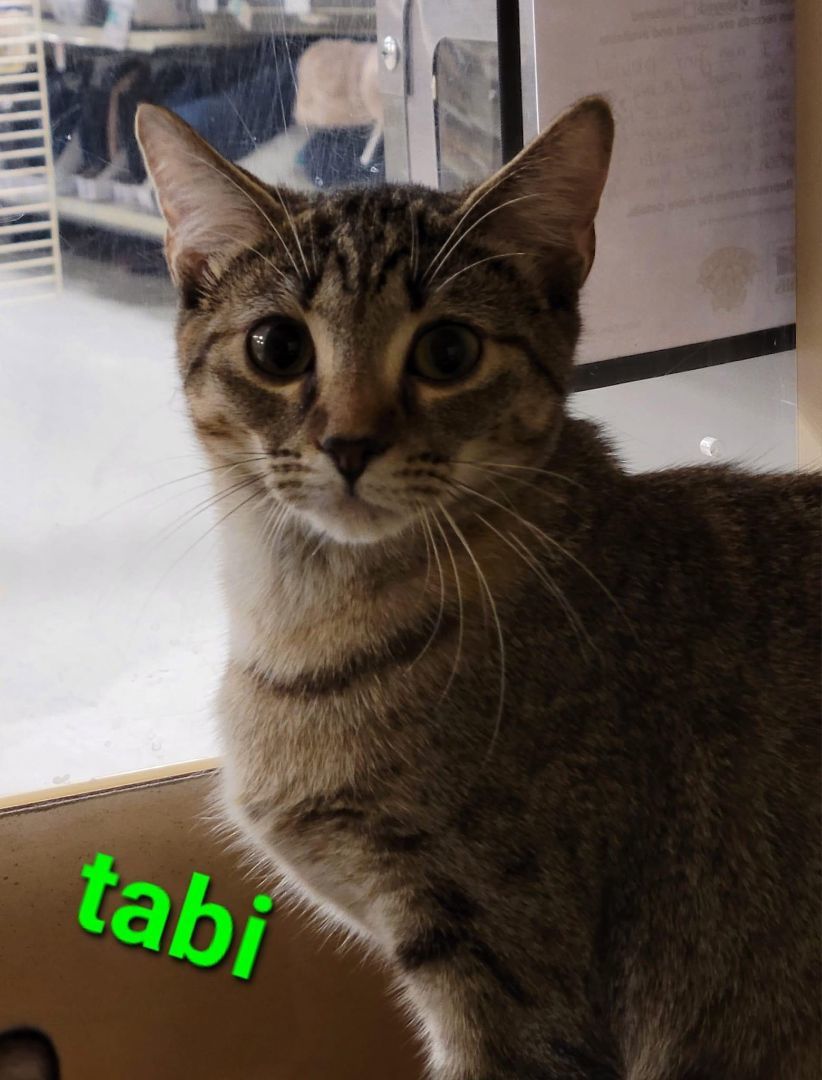 Tabi