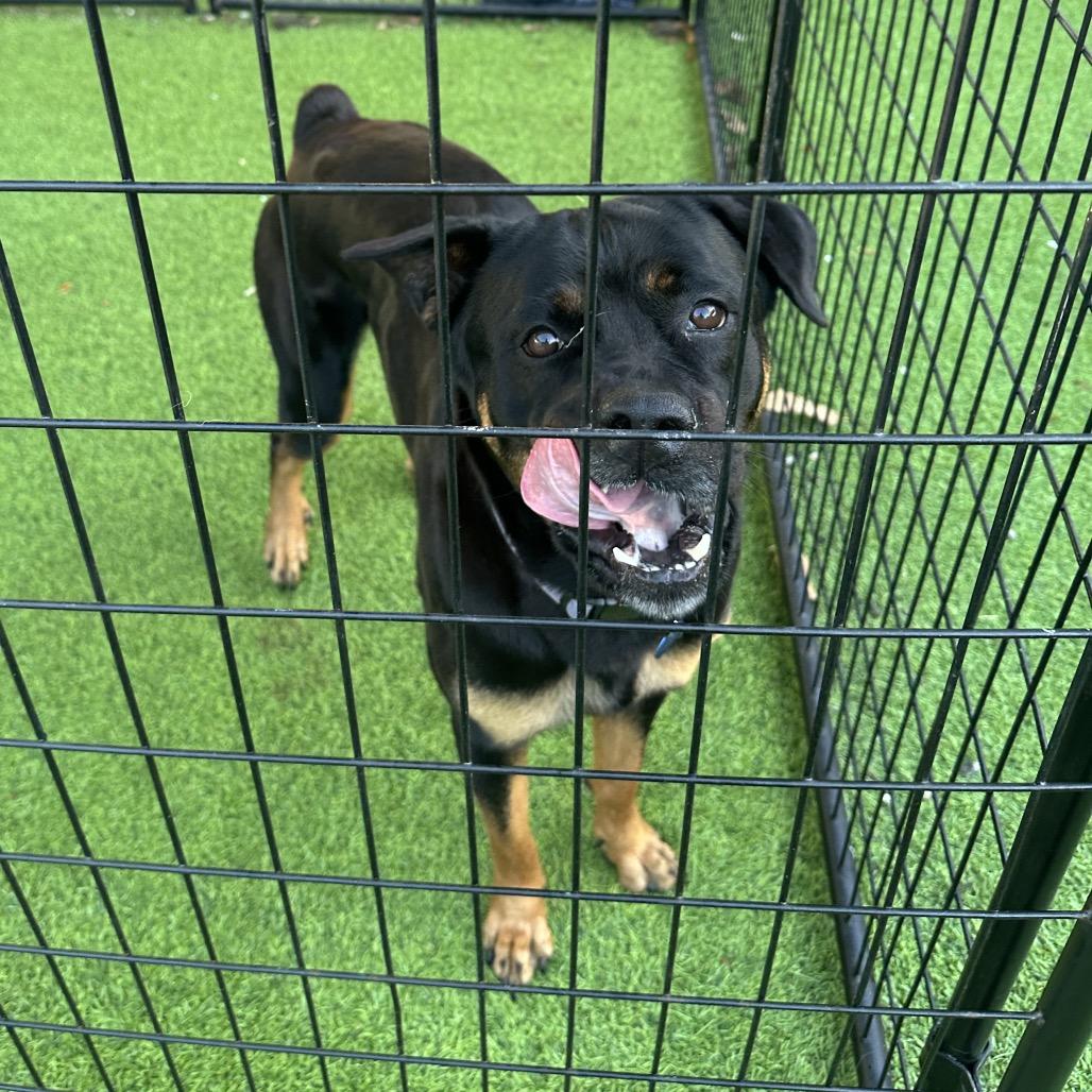 Enlarge Freya, a Adoptable Rottweiler in Tampa, FL image 2/6