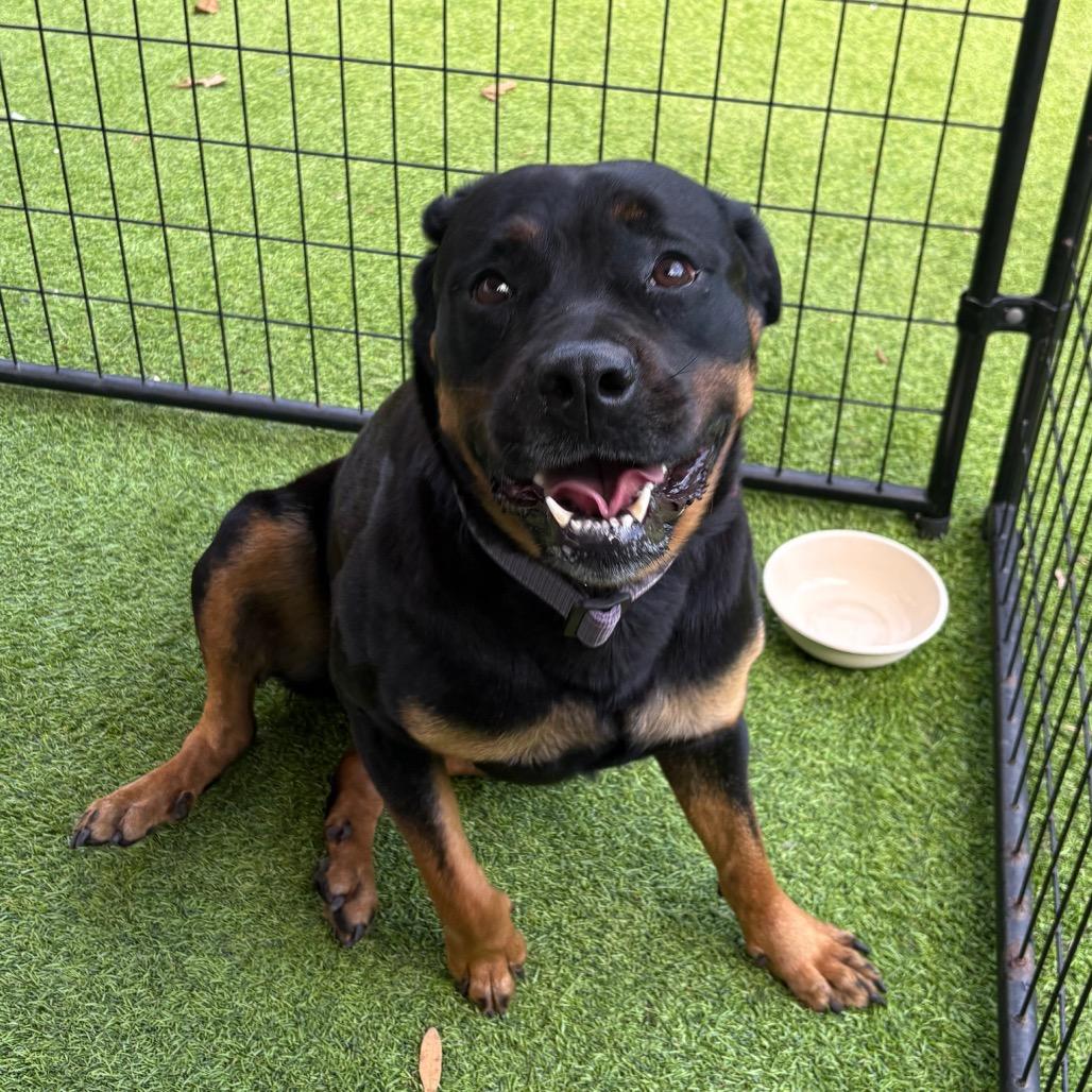 Enlarge Freya, a Adoptable Rottweiler in Tampa, FL image 3/6