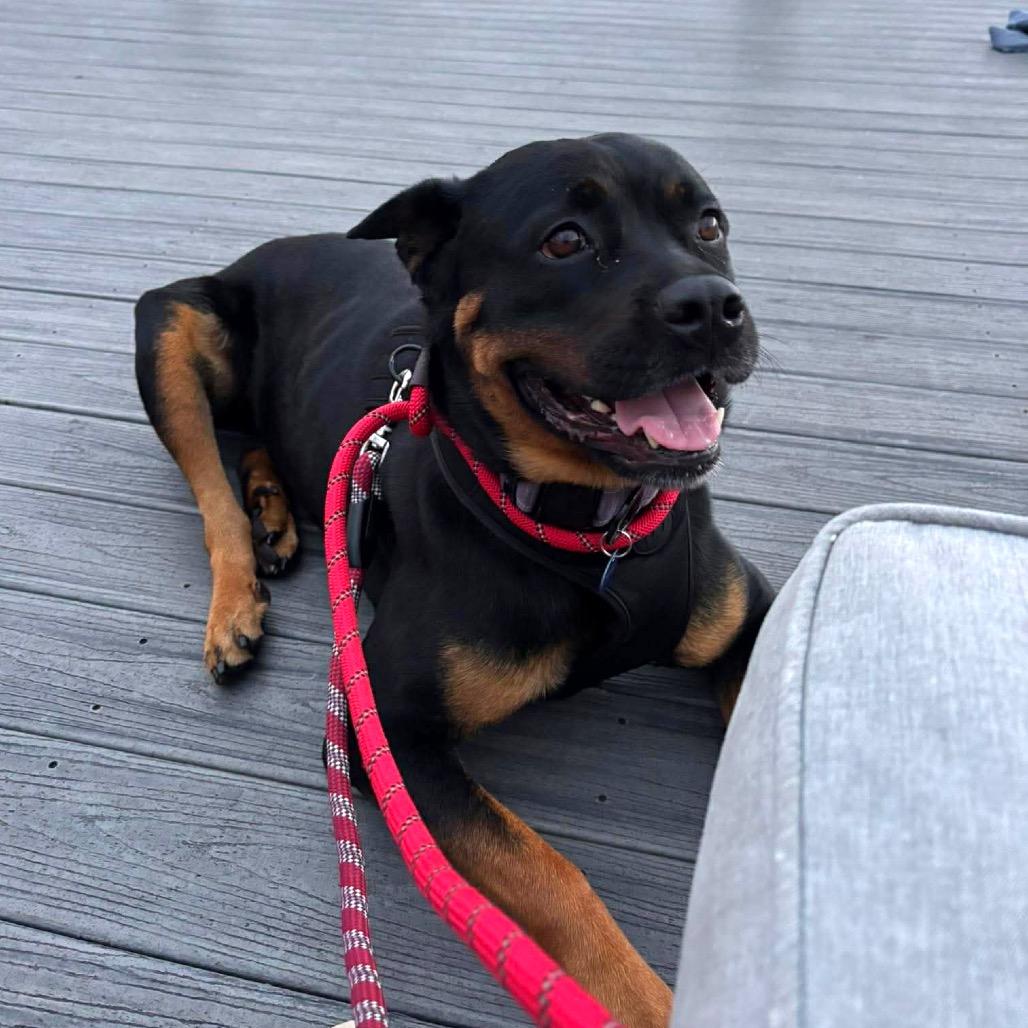 Enlarge Freya, a Adoptable Rottweiler in Tampa, FL image 6/6