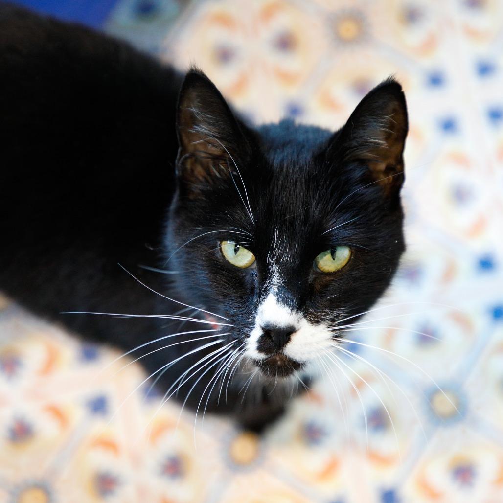 Enlarge Mia (Tiffany), a Adoptable Domestic Short Hair in Tampa, FL image 1/5