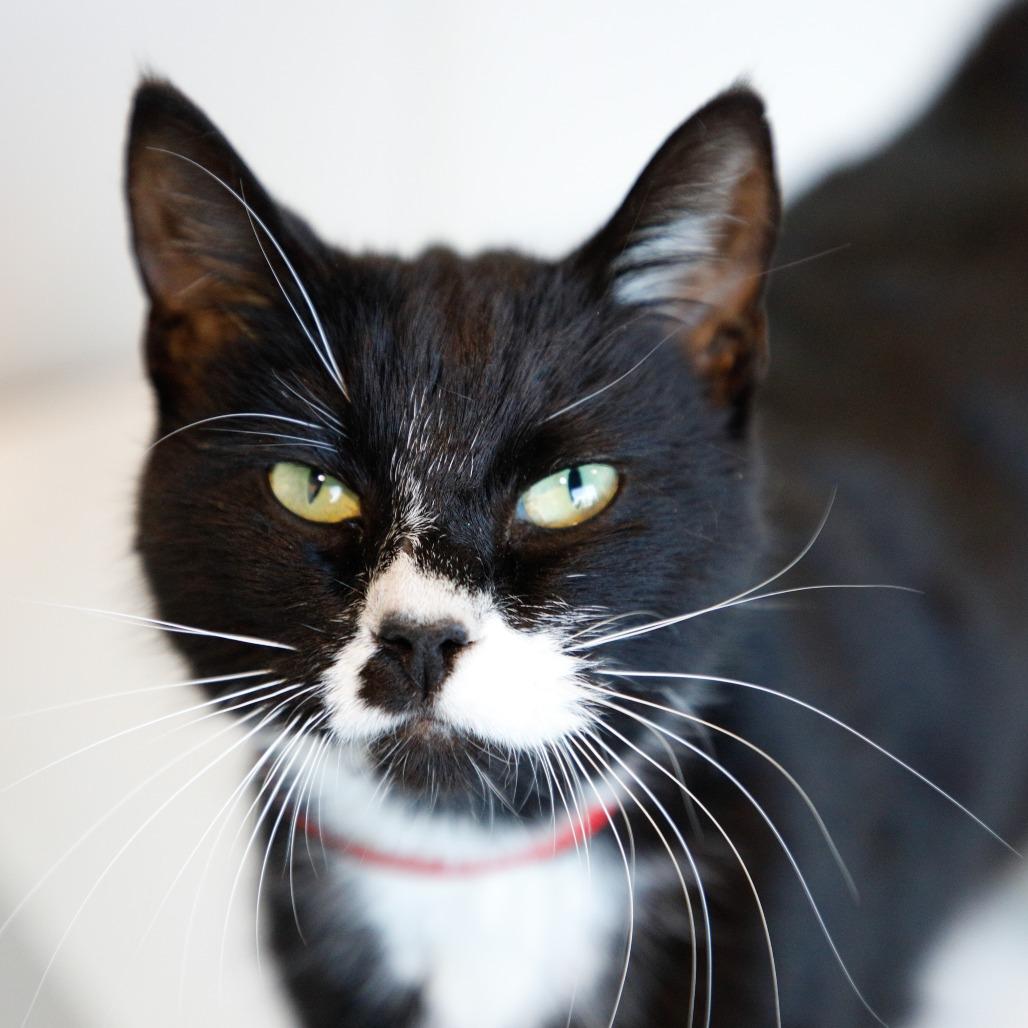 Enlarge Mia (Tiffany), a Adoptable Domestic Short Hair in Tampa, FL image 2/5