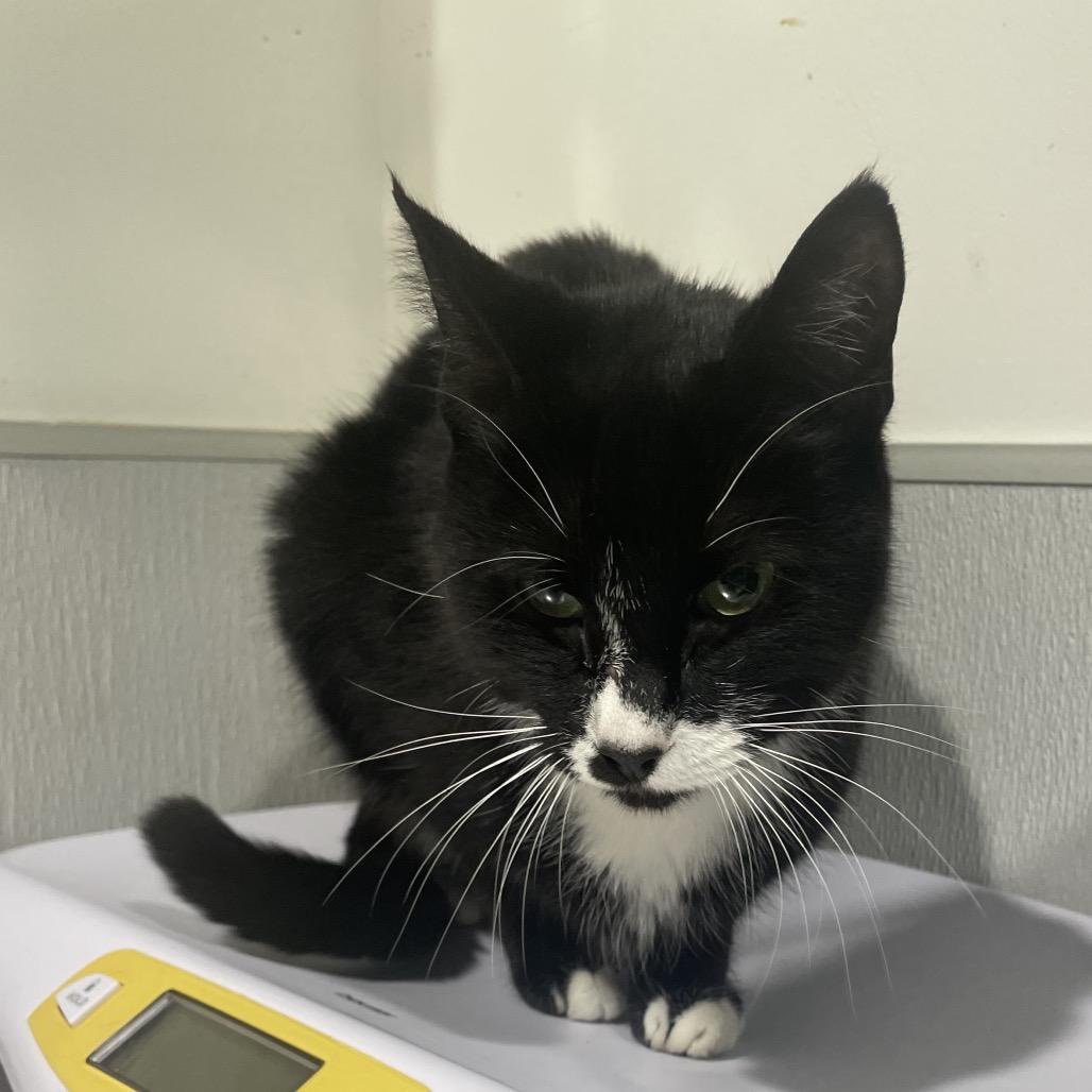 Enlarge Mia (Tiffany), a Adoptable Domestic Short Hair in Tampa, FL image 3/5