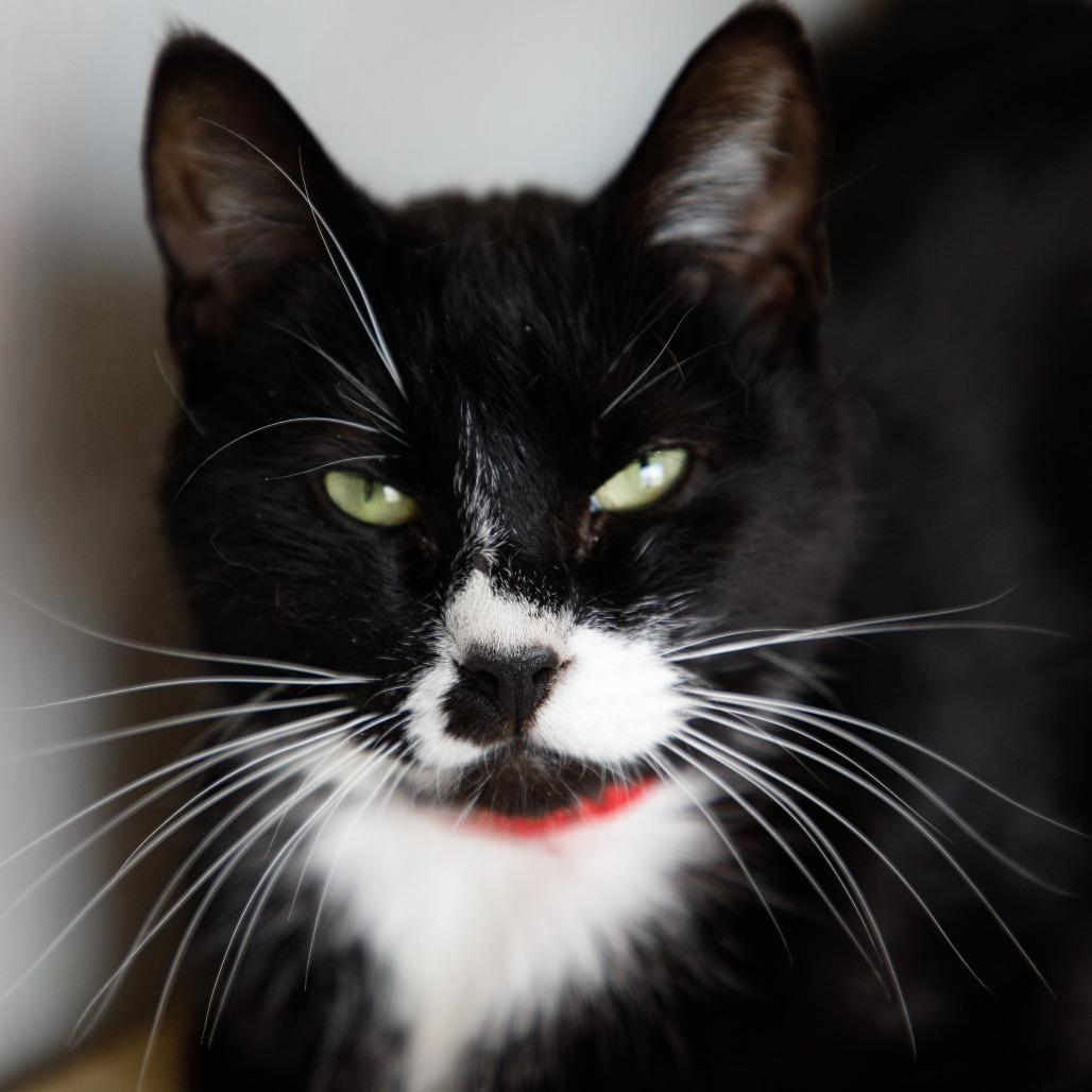 Enlarge Mia (Tiffany), a Adoptable Domestic Short Hair in Tampa, FL image 4/5