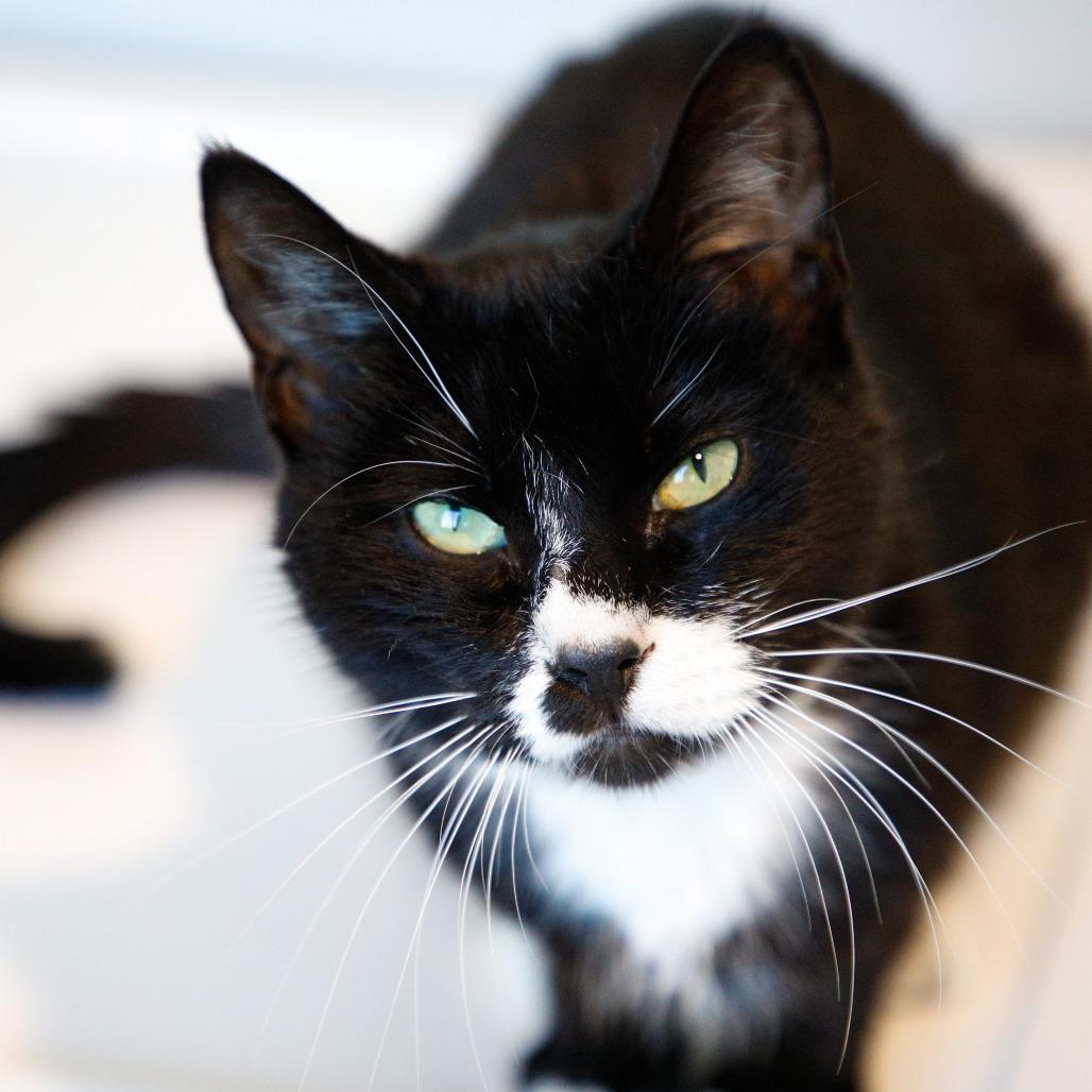 Enlarge Mia (Tiffany), a Adoptable Domestic Short Hair in Tampa, FL image 5/5