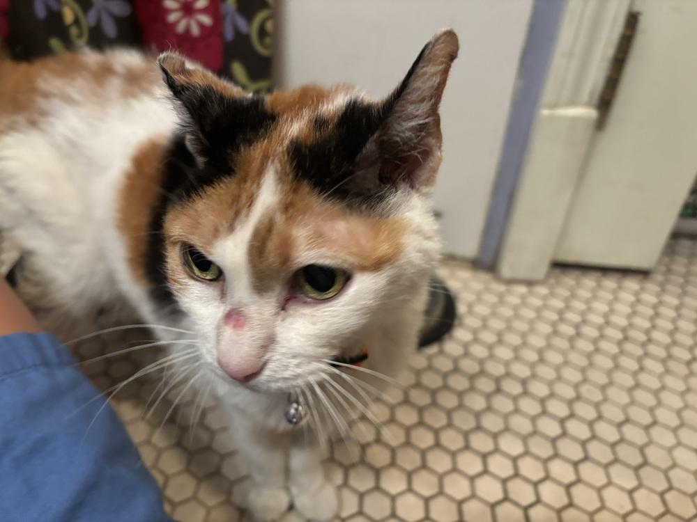 Enlarge Baby Girl, a Adoptable Domestic Short Hair in Wheaton, IL image 1/2