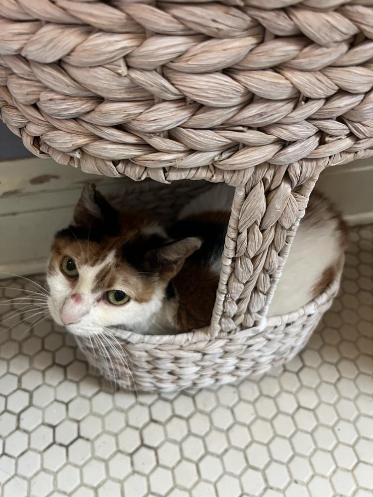 Enlarge Baby Girl, a Adoptable Domestic Short Hair in Wheaton, IL image 2/2