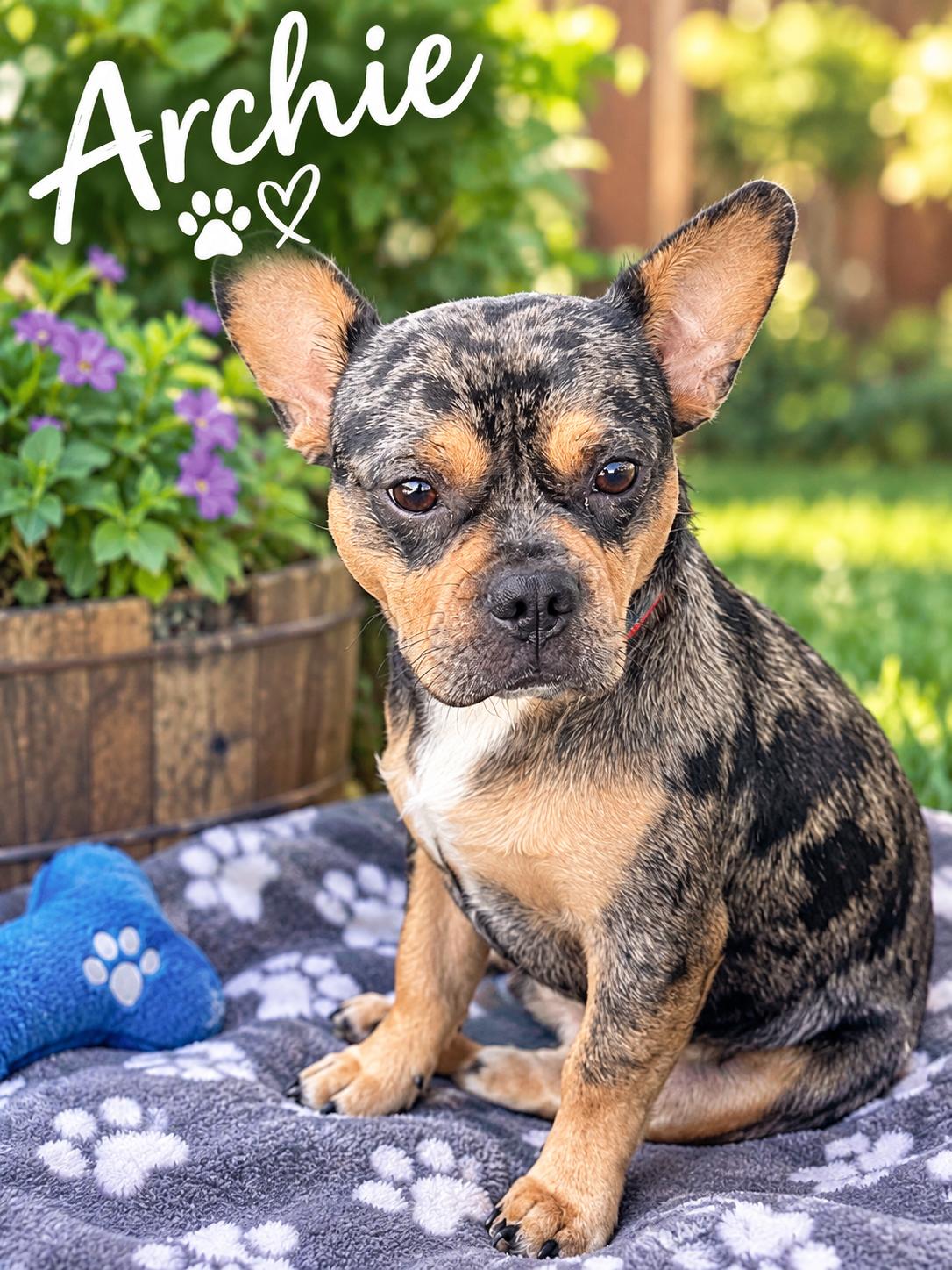 Enlarge Archie, a Adoptable French Bulldog in Orange, CA image 2/2