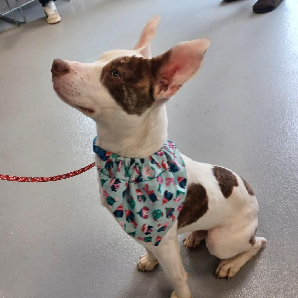 Enlarge Charlie, a Adoptable Mixed Breed in Winston Salem, NC image 1/6