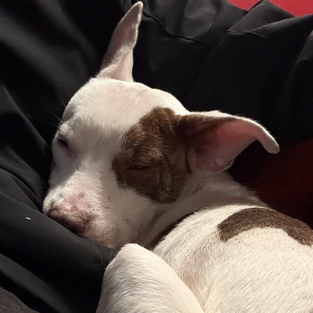 Charlie — thumbnail 2