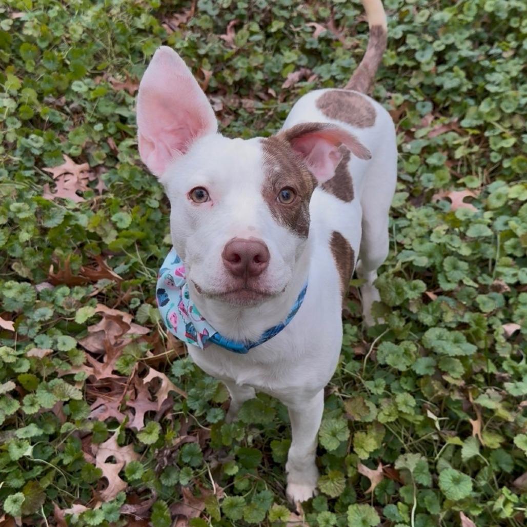 Enlarge Charlie, a Adoptable Mixed Breed in Winston Salem, NC image 3/6