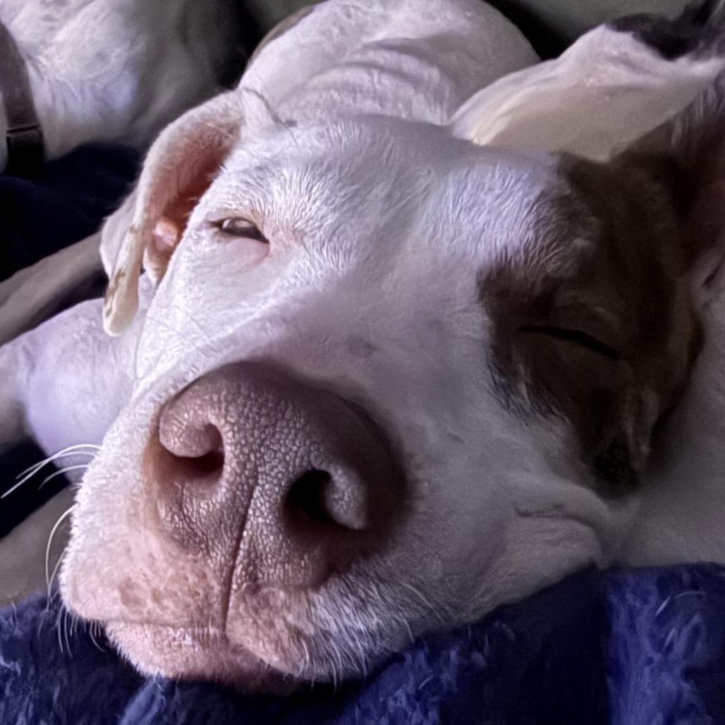 Enlarge Charlie, a Adoptable Mixed Breed in Winston Salem, NC image 4/6