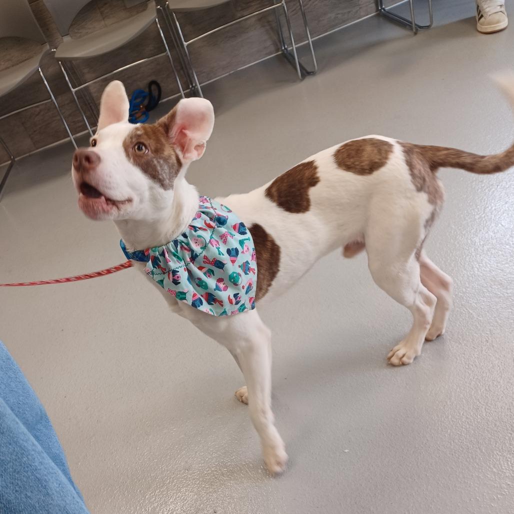 Charlie — thumbnail 5