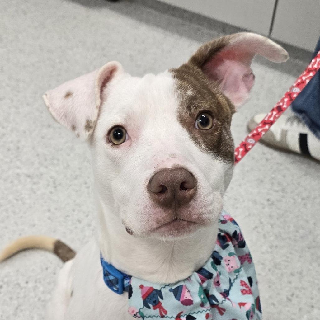 Charlie — thumbnail 6