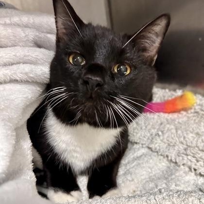 Nigel, adopted, Adult Male Domestic Short Hair.