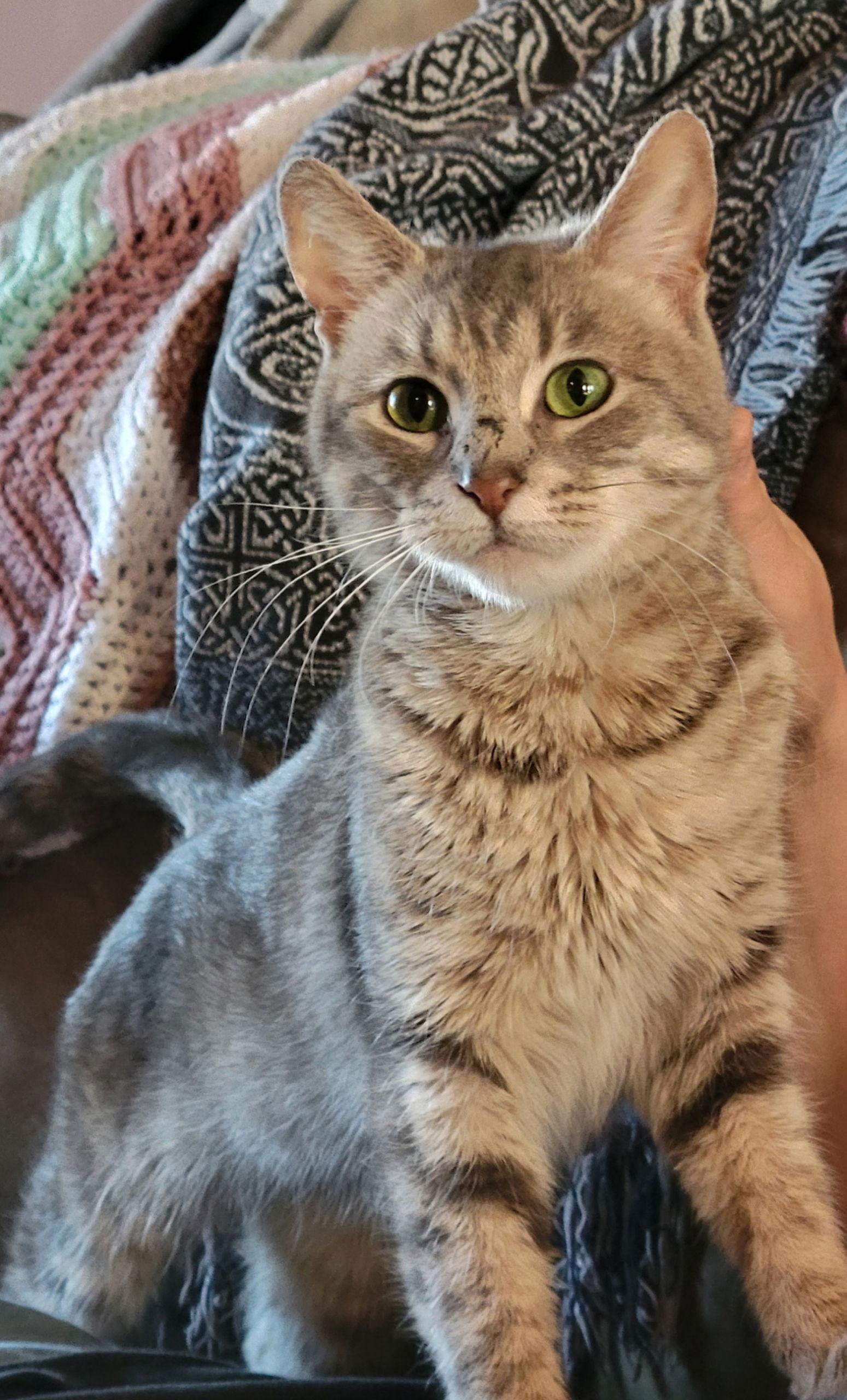 Jane Fonda, an adoptable Tabby & Domestic Short Hair Mix in Georgetown, KY_image-1