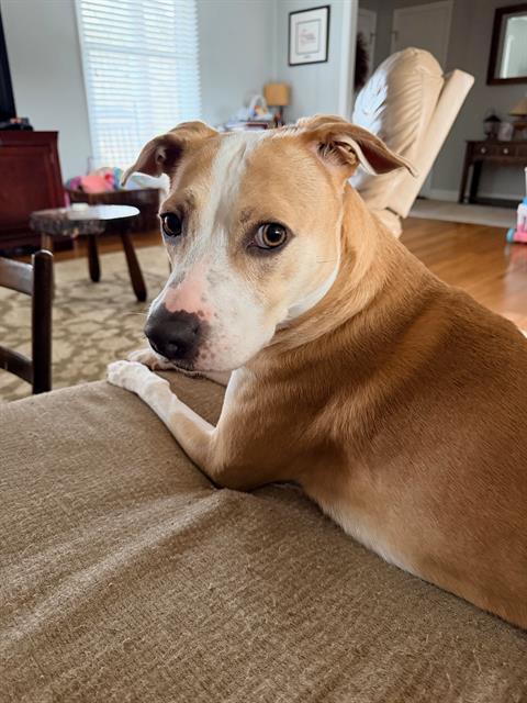 ZOEY, Adoptable, Adult Female Mixed Breed.