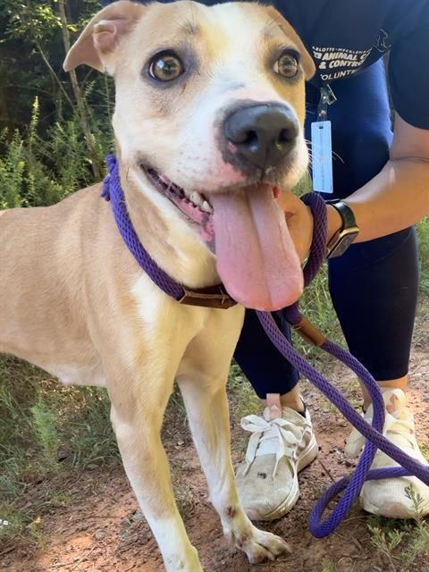 ZOEY, Adoptable, Adult Female Mixed Breed.